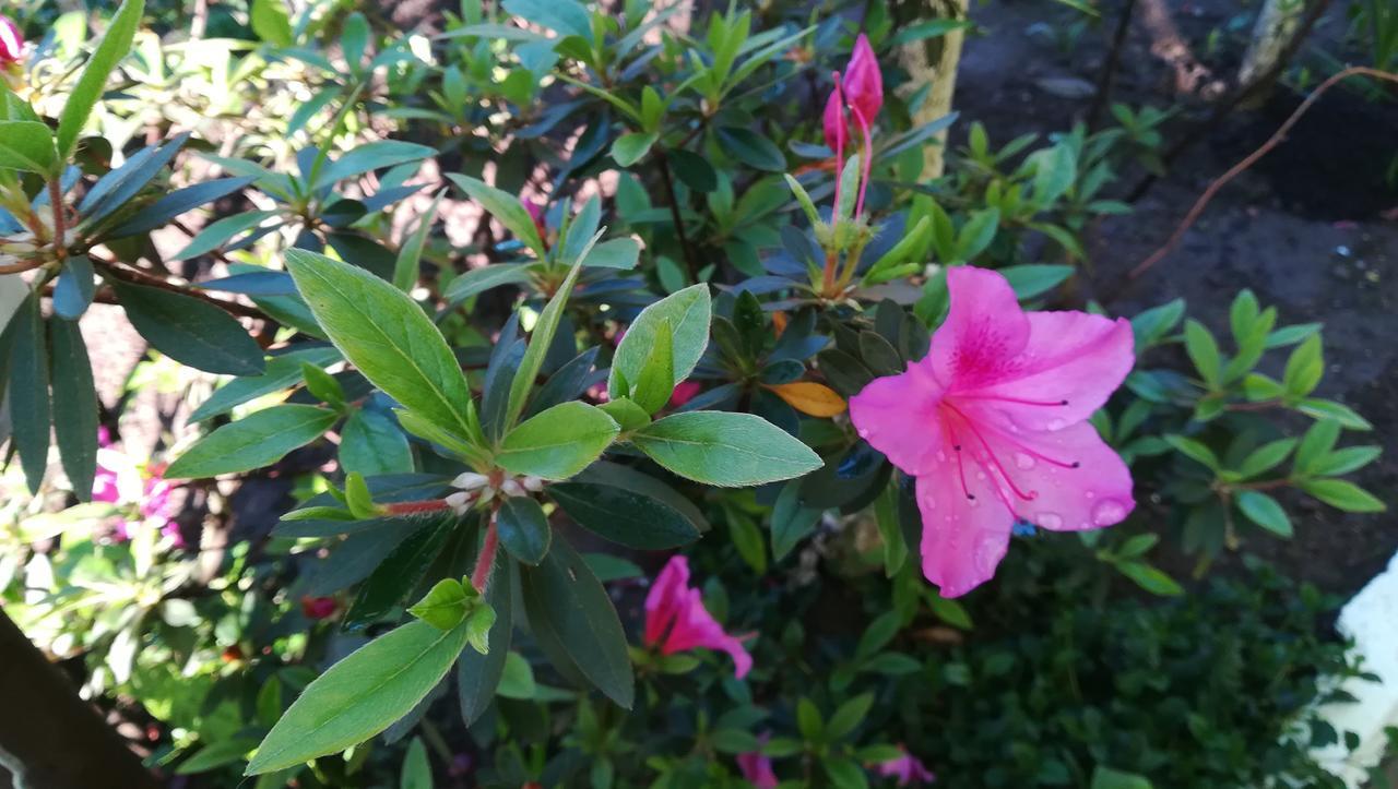 Guest House Nadejda 巴统 外观 照片